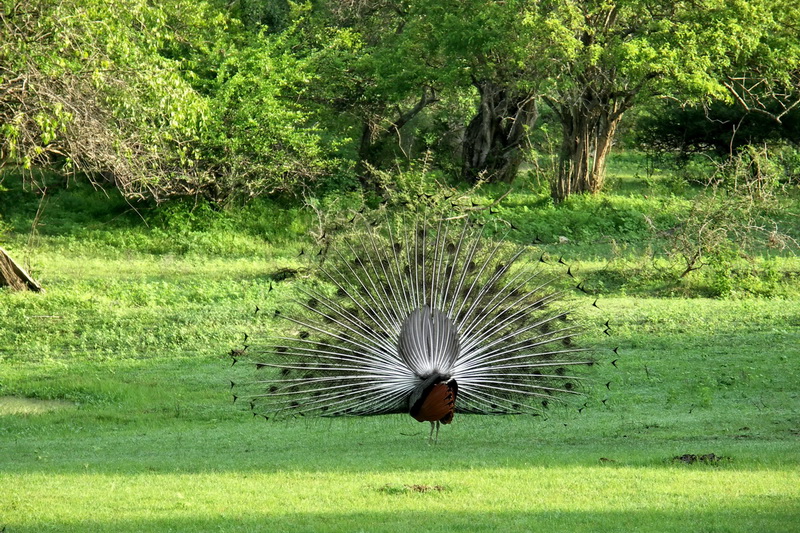 Sri Lanka, Yala National Park